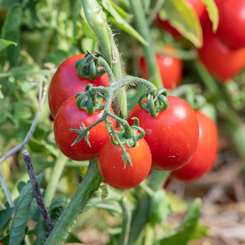 Tomate Rouge Précoce Brin de Muguet