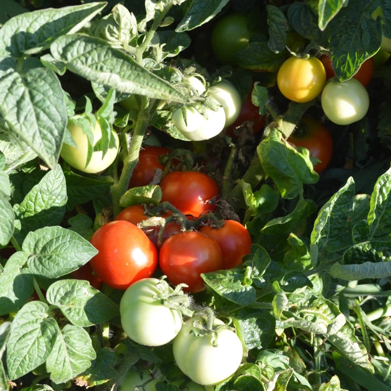Tomate Rouge Précoce Budai Torpe