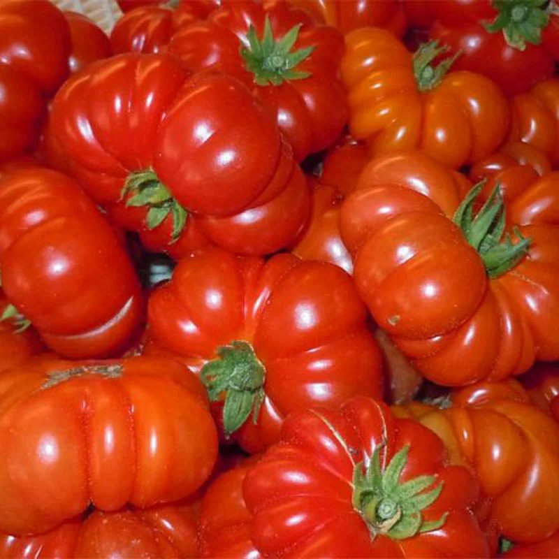 [P6127] Tomate Rouge Précoce Corrogo