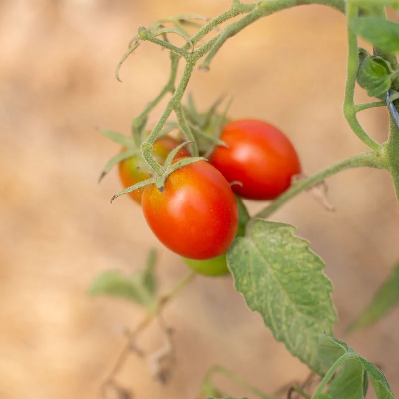 Tomate Rouge Précoce De Berao