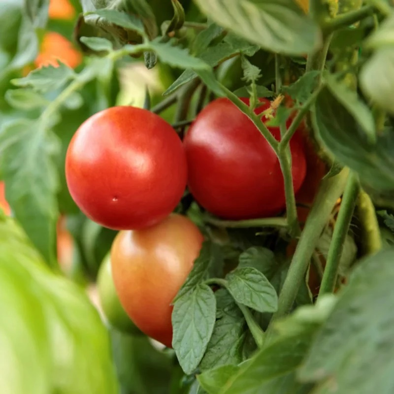 Tomate Rouge Précoce Gem State