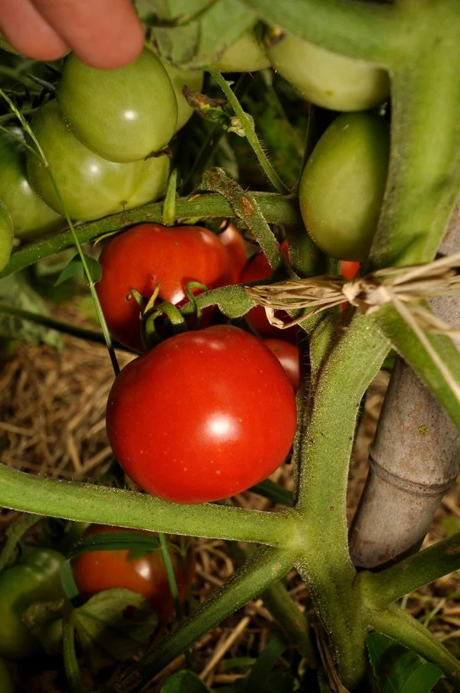 [P6018] Tomate Rouge Précoce Imur Prior Beta