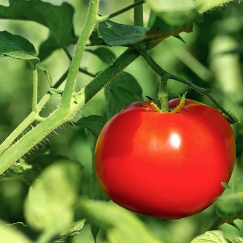Tomate Rouge Précoce Moscow