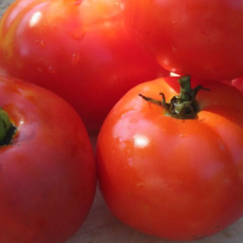 Tomate Rouge Précoce Oregon Spring