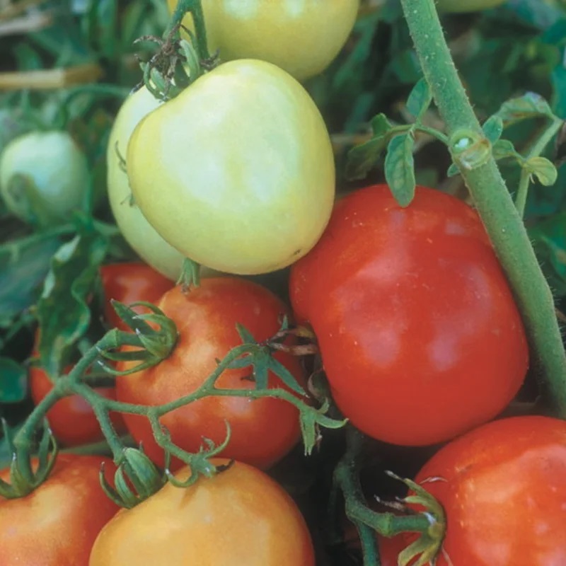 Tomate Rouge Précoce Precocibec
