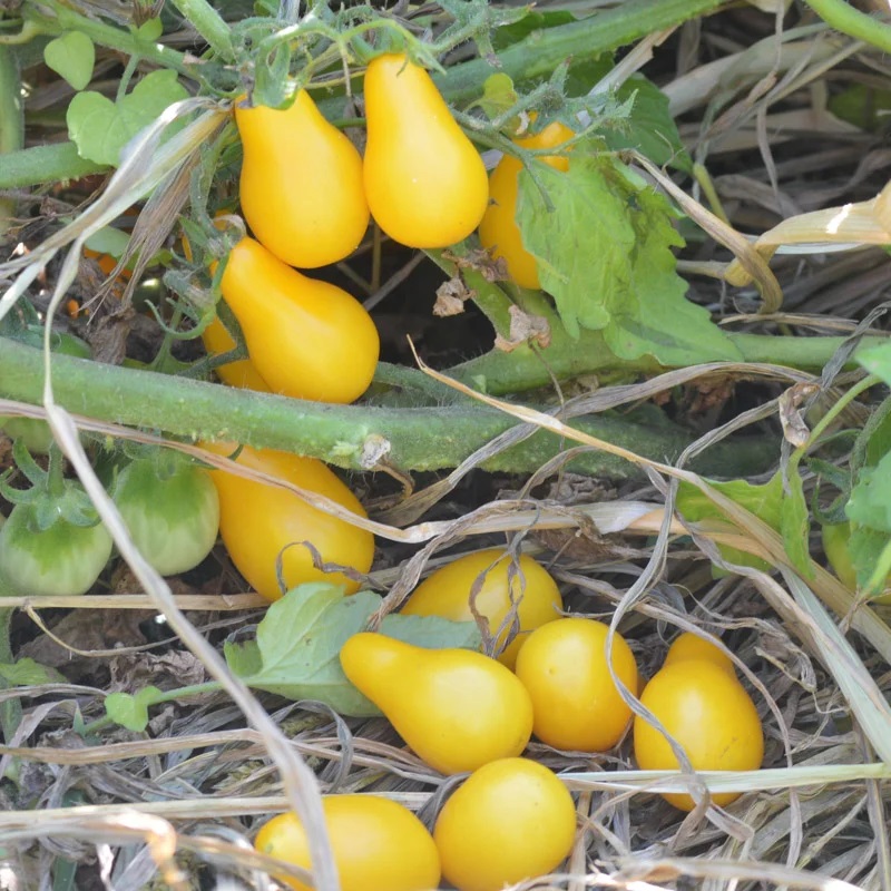[P6649] Tomate-Cerise Jaune Mi-Saison Beams Yellow Pear