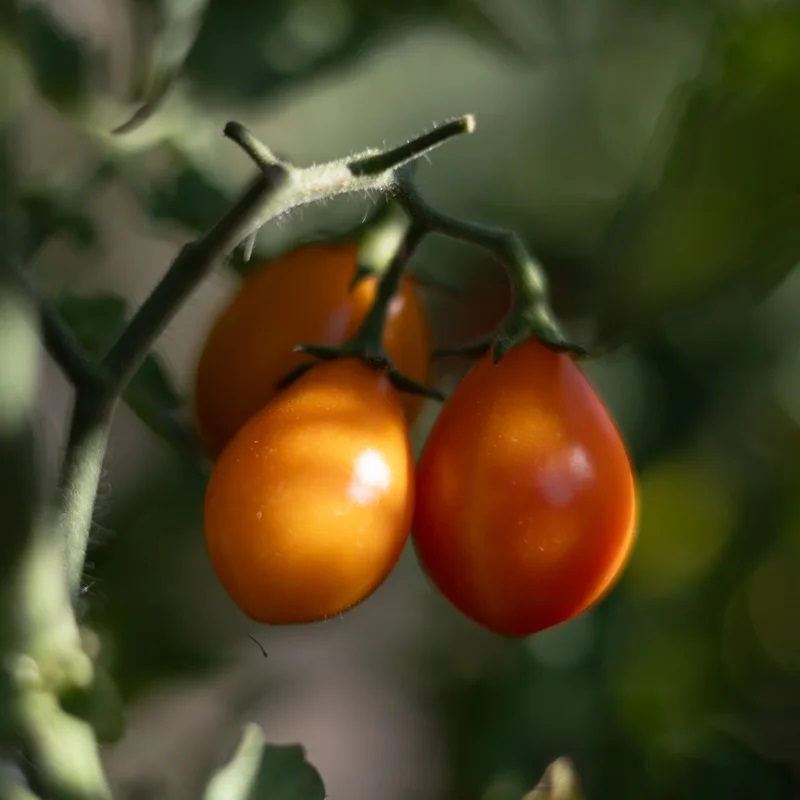 Tomate-Cerise Jaune Mi-Saison Submarine Blush Cherry