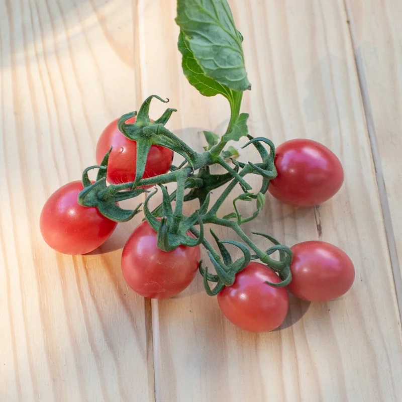 Tomate-Cerise Rose Précoce Podland Pink