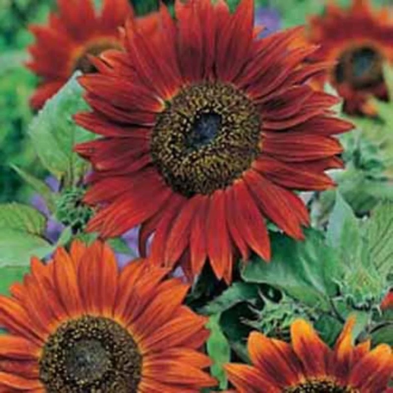 Tournesol rouge Red Sun