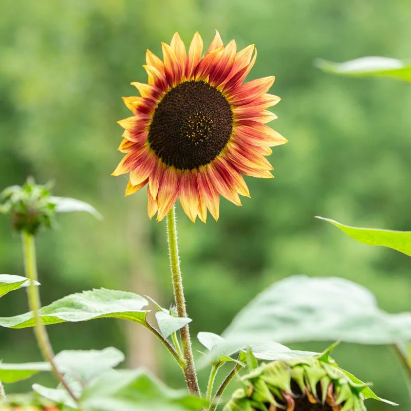 [N0299] Tournesol à Fleurs Evening Colors