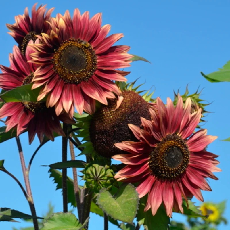 Tournesol à Fleurs Evening Sun