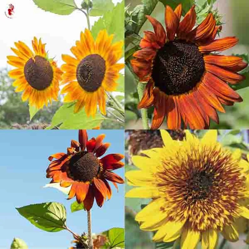 Tournesols à Fleurs En mélange