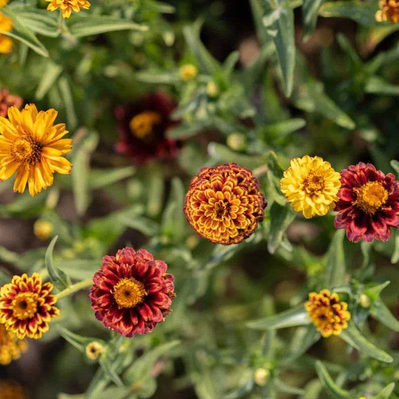 [F1417] Zinnia Aztec Sunset