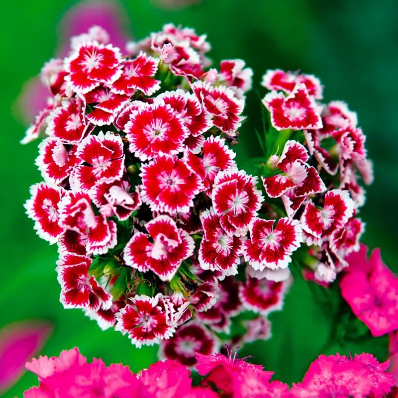 [F1694] Œillet de Poète Holborn Glory