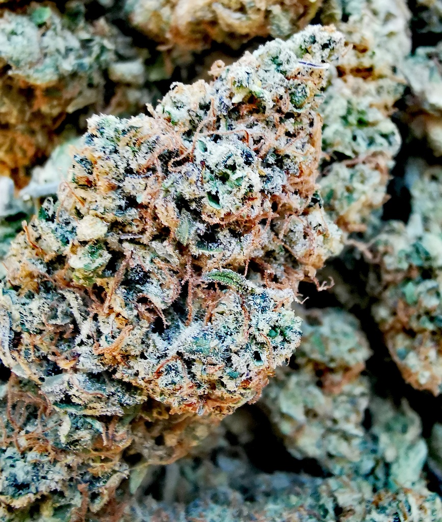 Sour Zkittlez (indoor) 