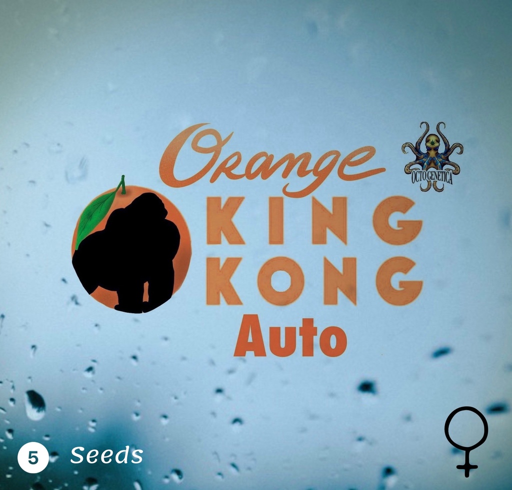 Orange King Kong Auto