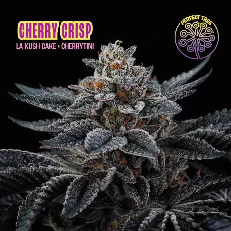 Cherry Crisp Fem