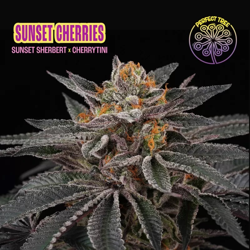 Sunset Cherries Fem