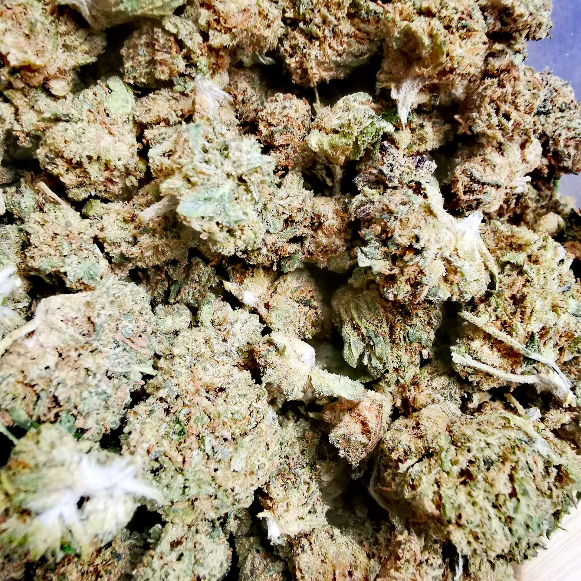 ExotiK small bud (Indoor) 
