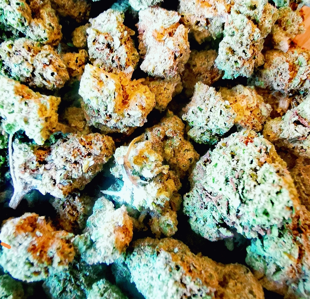 ExotiK small bud (Indoor) 