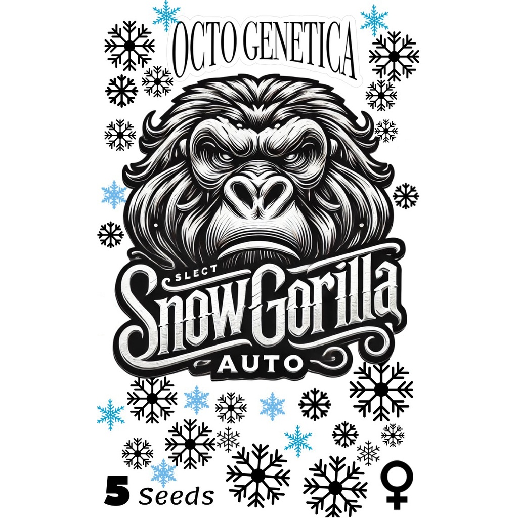 Schnee Gorilla Auto