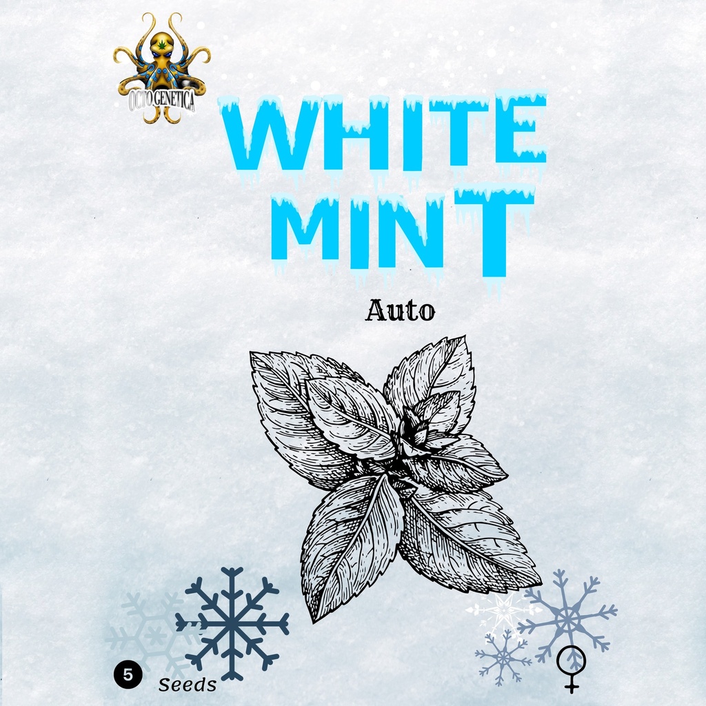 Weißer Minze Auto