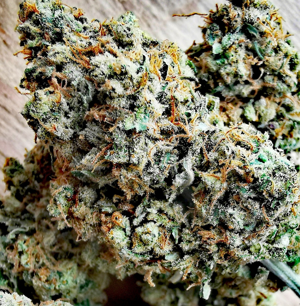 Green Caviar (Indoor)  