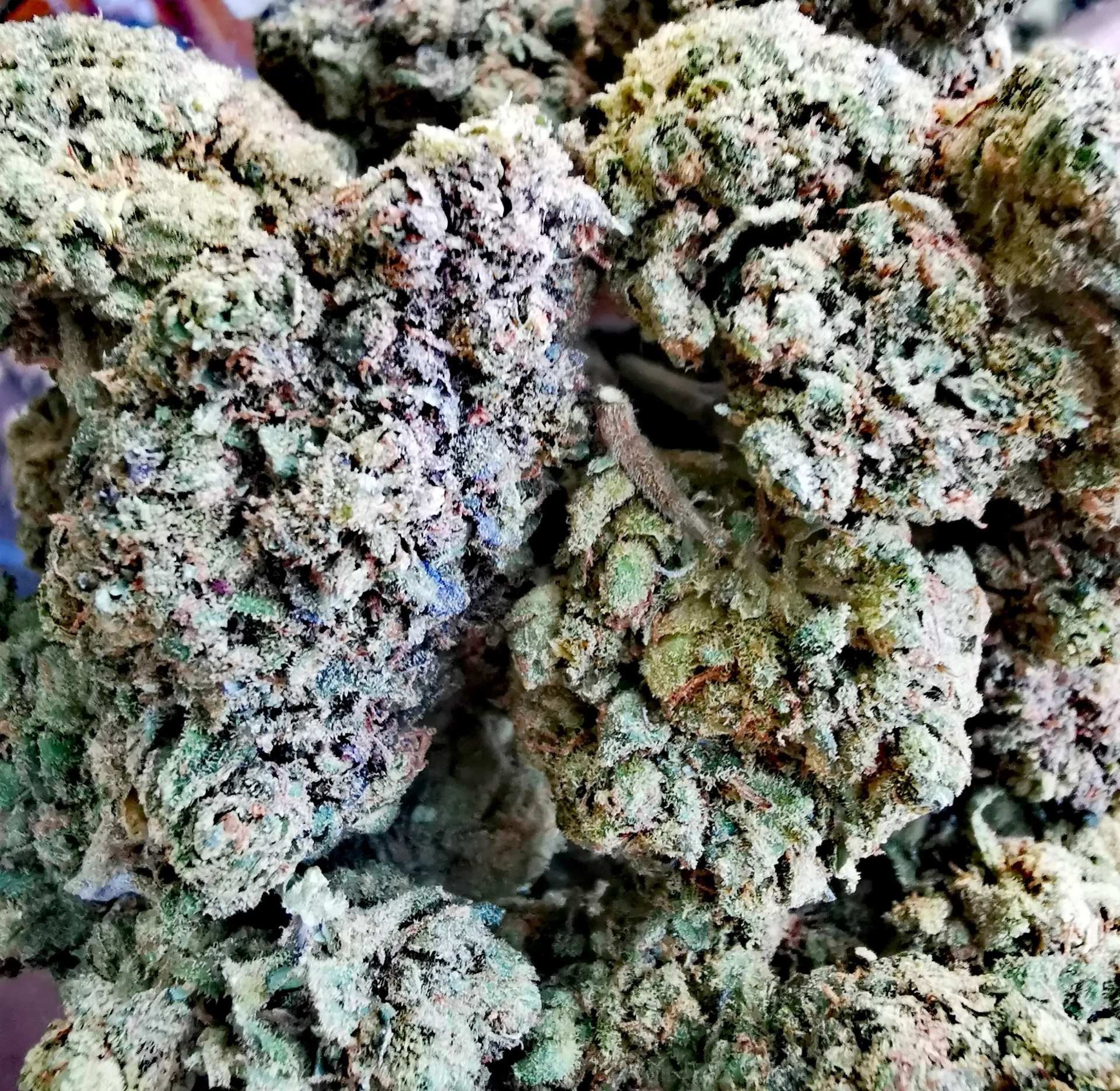 Pineapple  (Indoor)