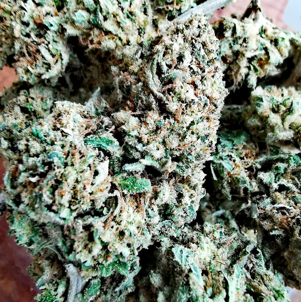 Tangie Kush (Greenhouse) 