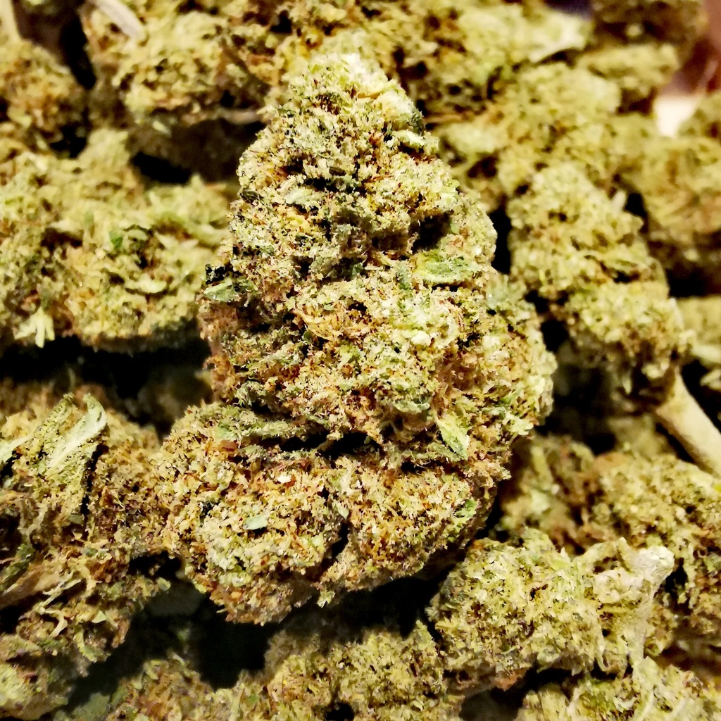 White Widow (Indoor)