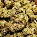 White Widow (Indoor) 