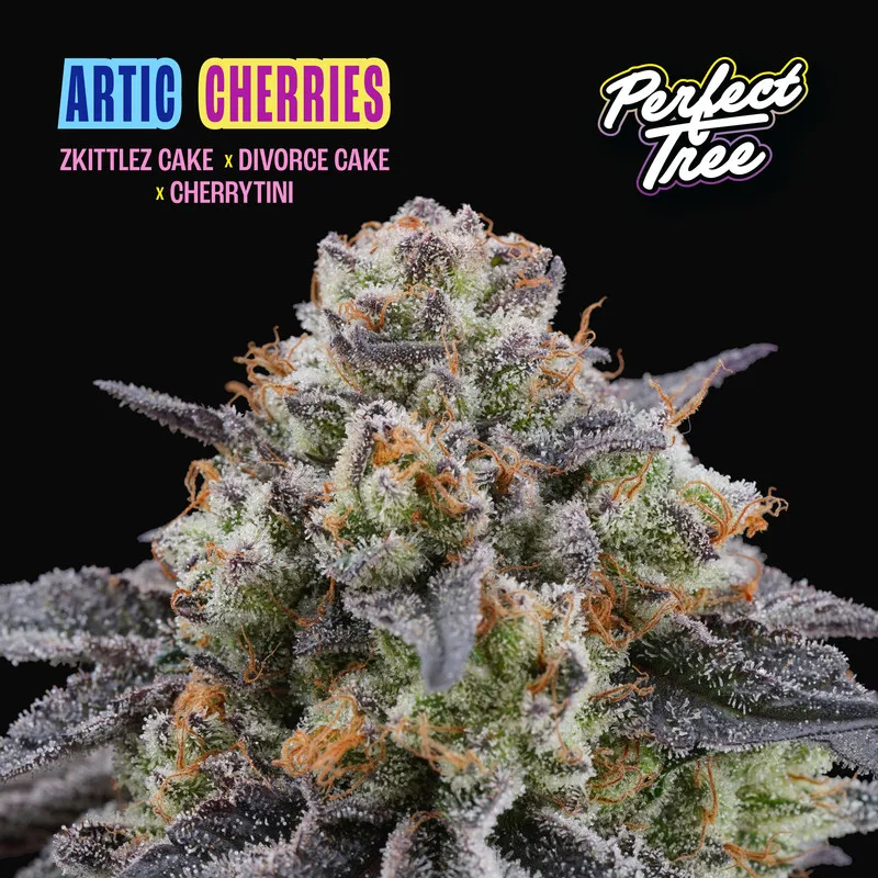 Artic Cherries Fem