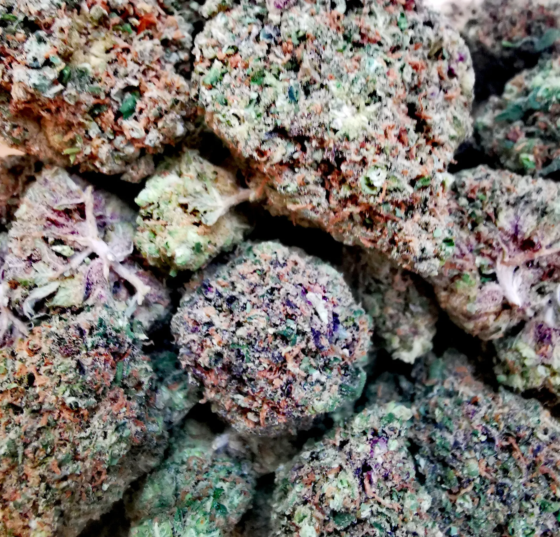 Jelly Kush (indoor)
