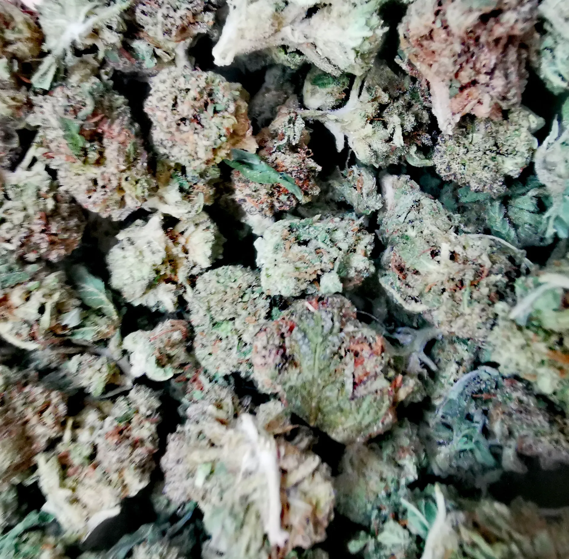 Tropical Small Bud (Indoor)