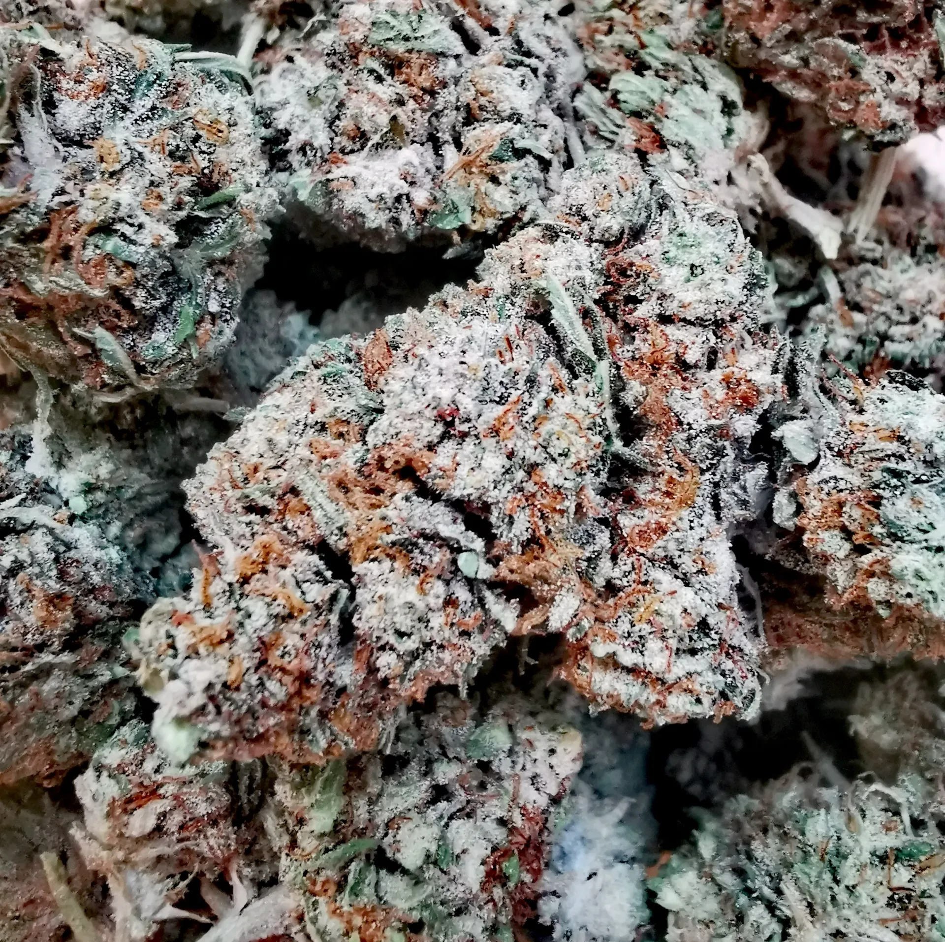 Five Star CBG (Indoor)