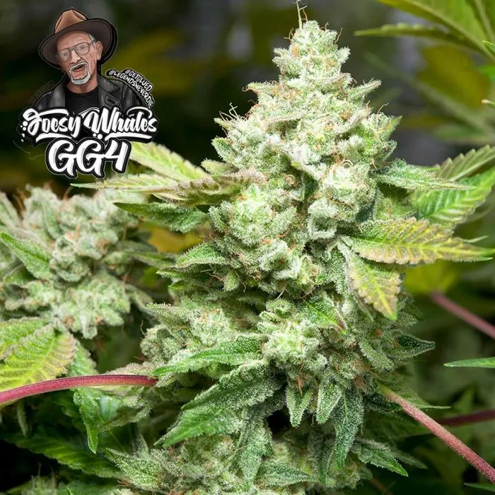 Blueberry Cheesecake Fem