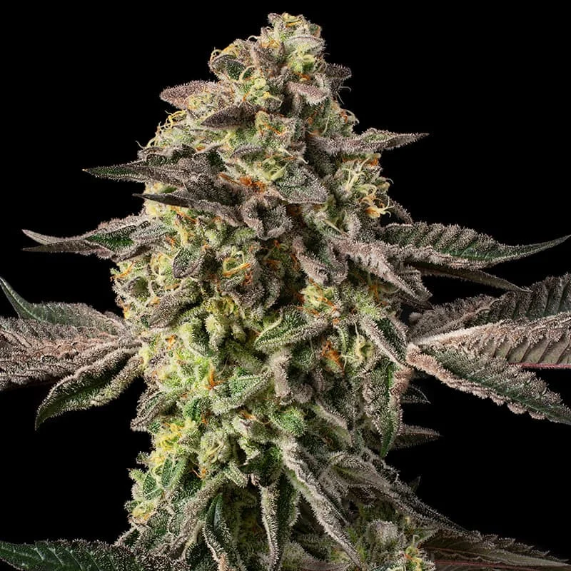 Sugar Rock Fem
