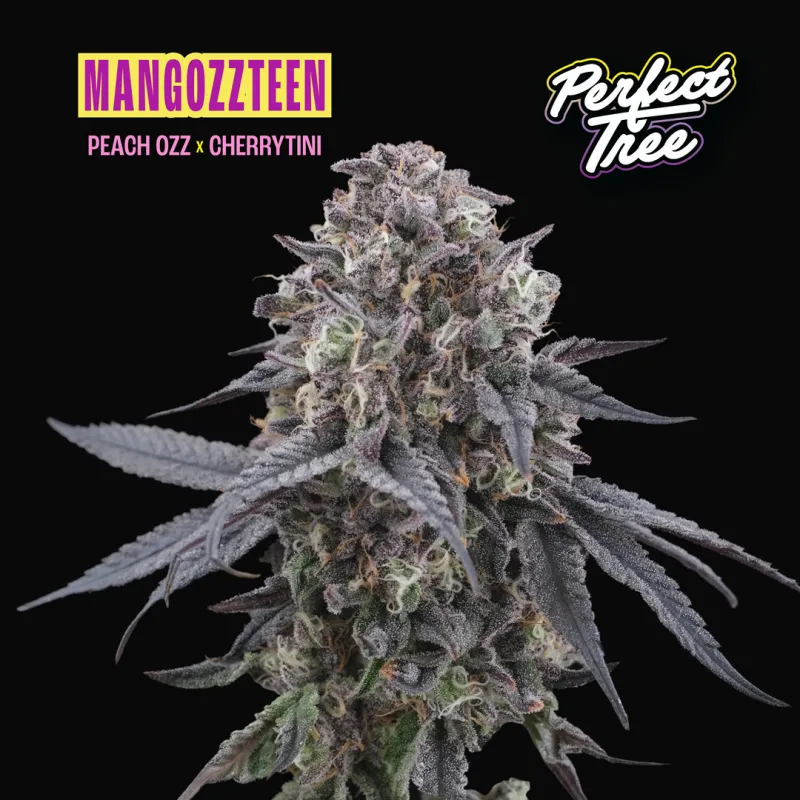 Mangozteen Fem