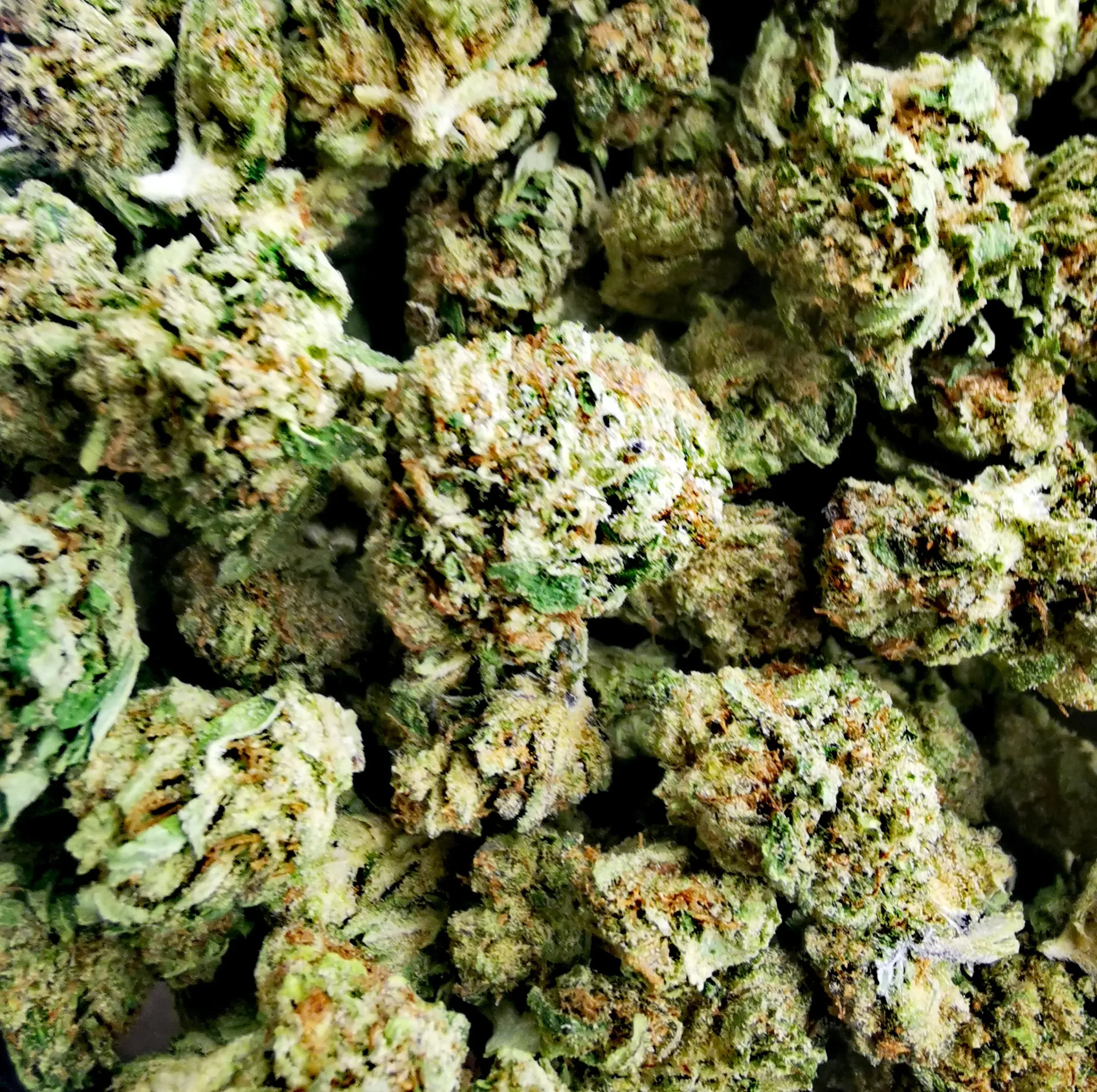 Oreo Small Bud (Indoor)