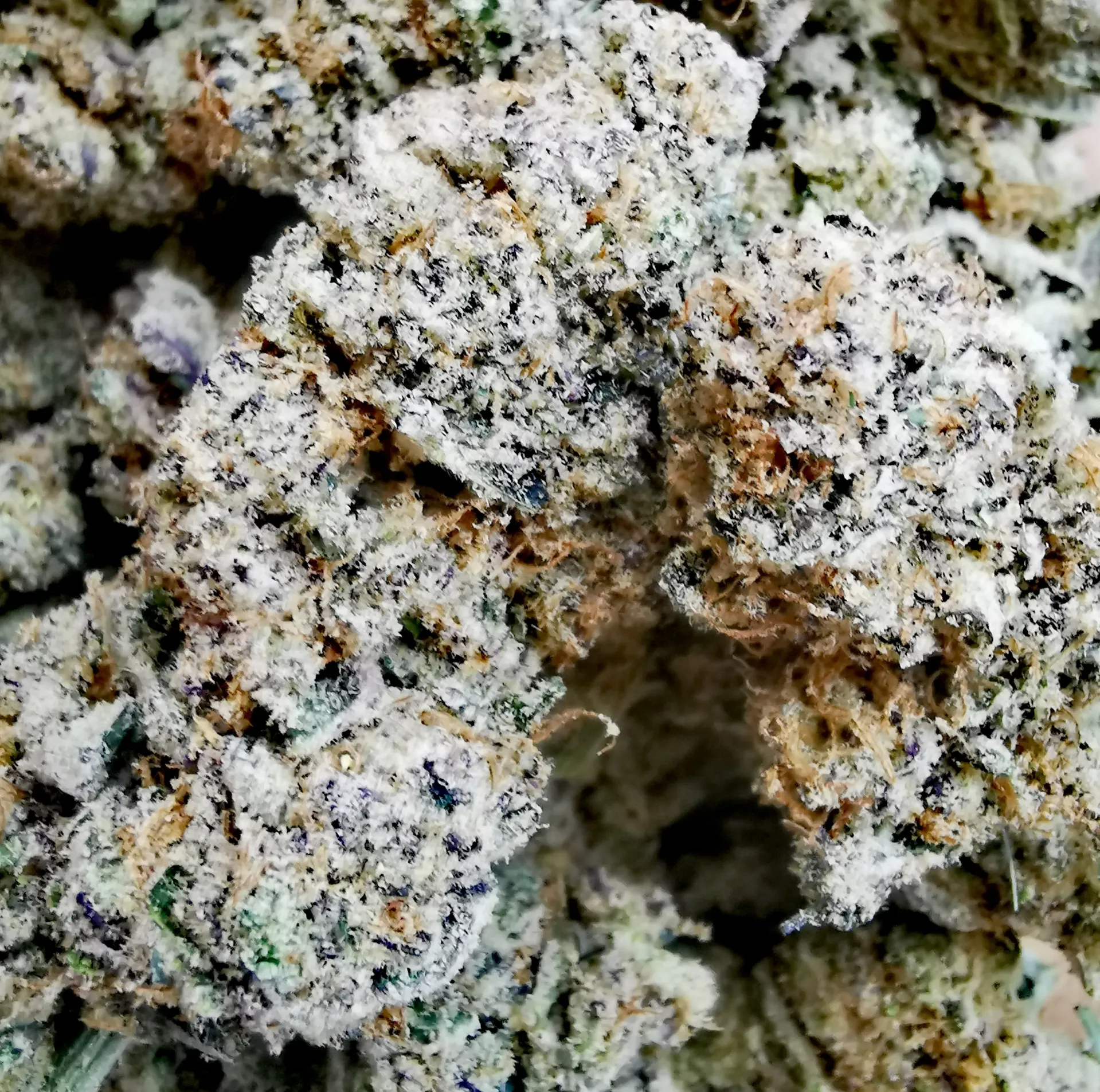 Blue Dragon (indoor)