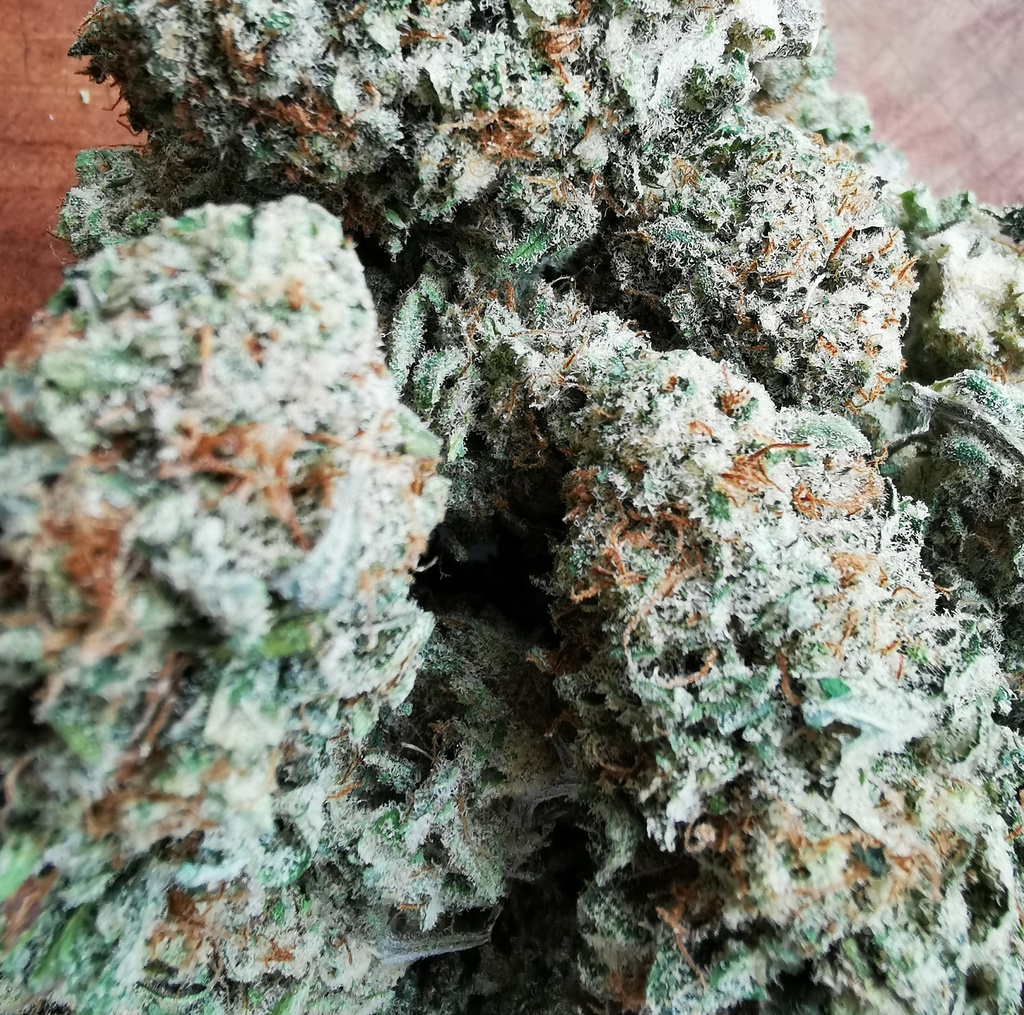 Orange Cream (indoor)