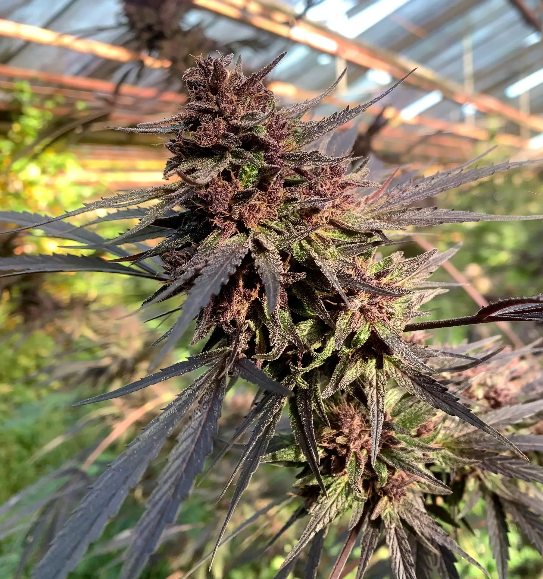 Bretzel OG