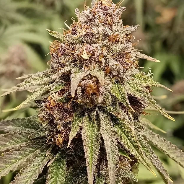 Blue Dory (Indoor)