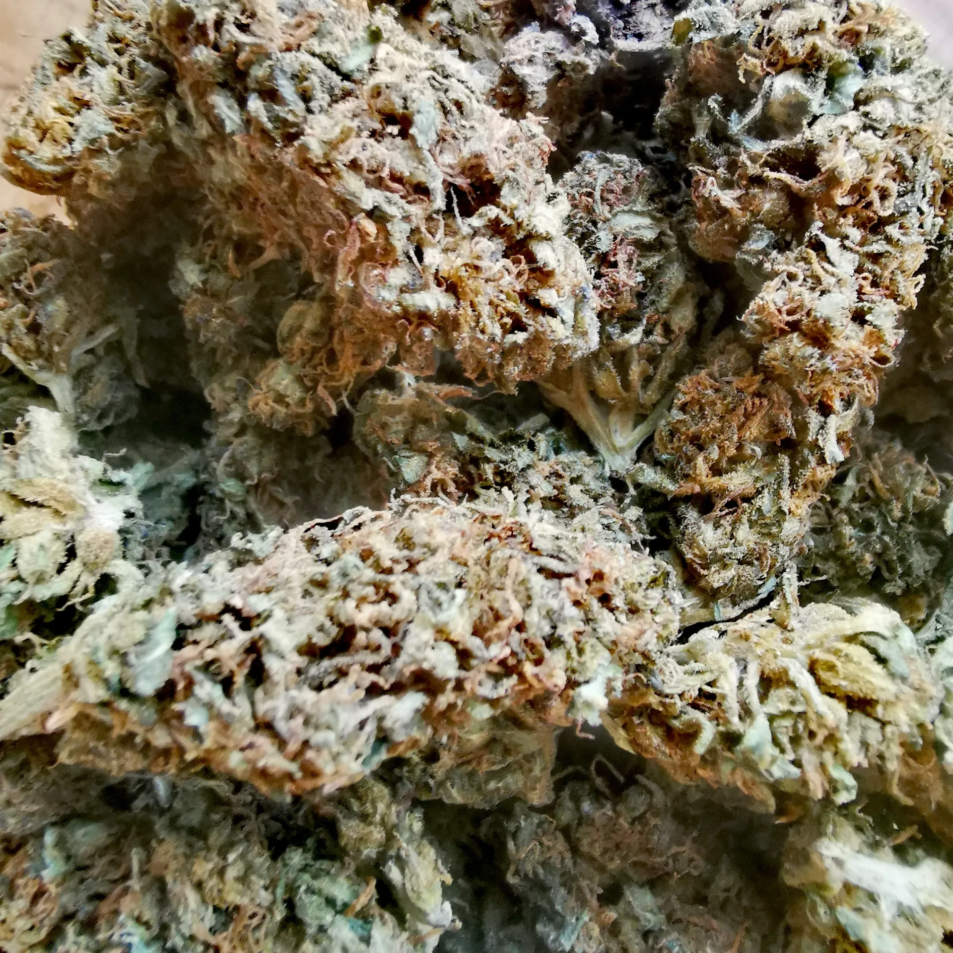 Lem Cookie