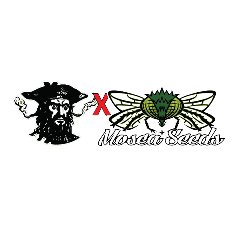 Pineapple Whip S1 Fem