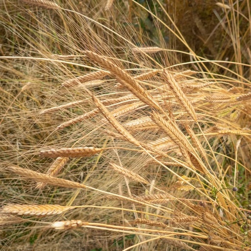 [G0923] Blé Ondulations de Blés Anciens