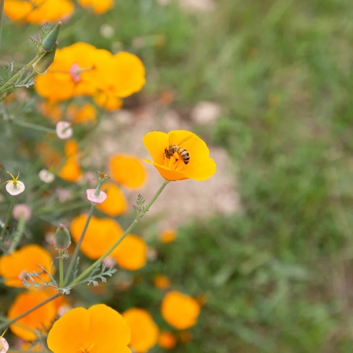 [F0144] Coquelicot De Californie Orange