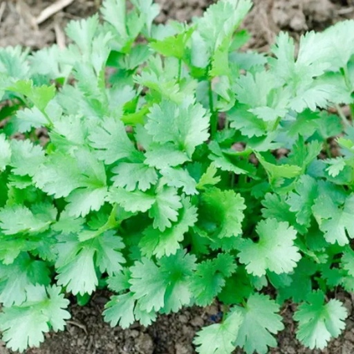 [C0167] Coriandre Cultivée