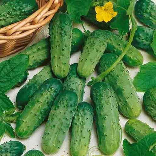[L0461] Cornichon National Pickling