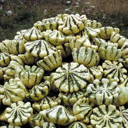 [P2110] Courge Pepo Pâtisson Panaché Vert et Blanc